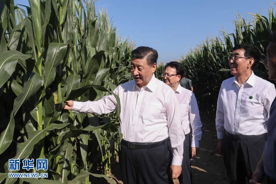 7月22日至24日，中共中央总书记、国家主席、中央军委主席习近平在吉林省考察。这是7月22日下午，在四平市梨树县国家百万亩绿色食品原料（玉米）标准化生产基地核心示范区地块，习近平走进玉米地，察看玉米长势。 新华社记者 王晔 摄